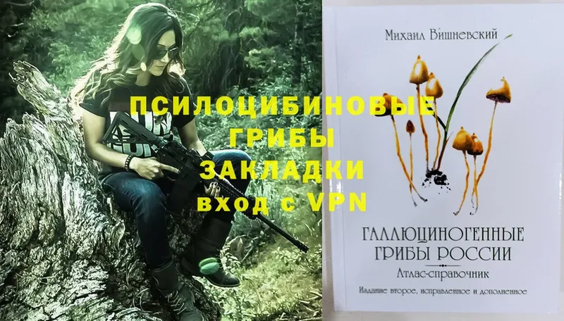 где можно купить   Коломна  Галлюциногенные грибы Psilocybe 